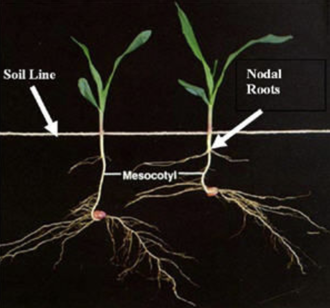 Nodel root depth - Pioneer.png