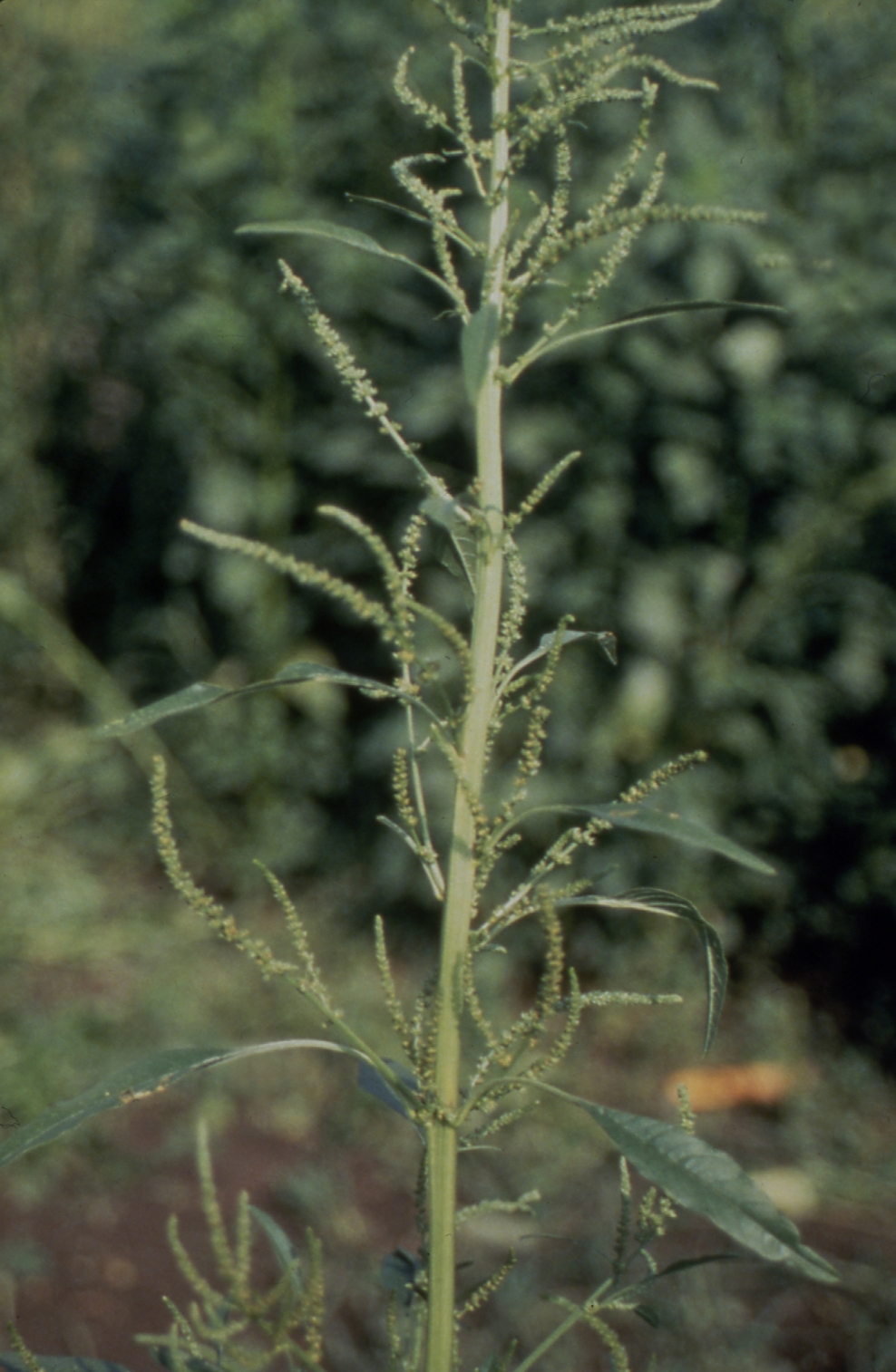 W0165 Waterhemp2.jpg