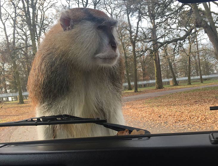 Monkey on car windscreen