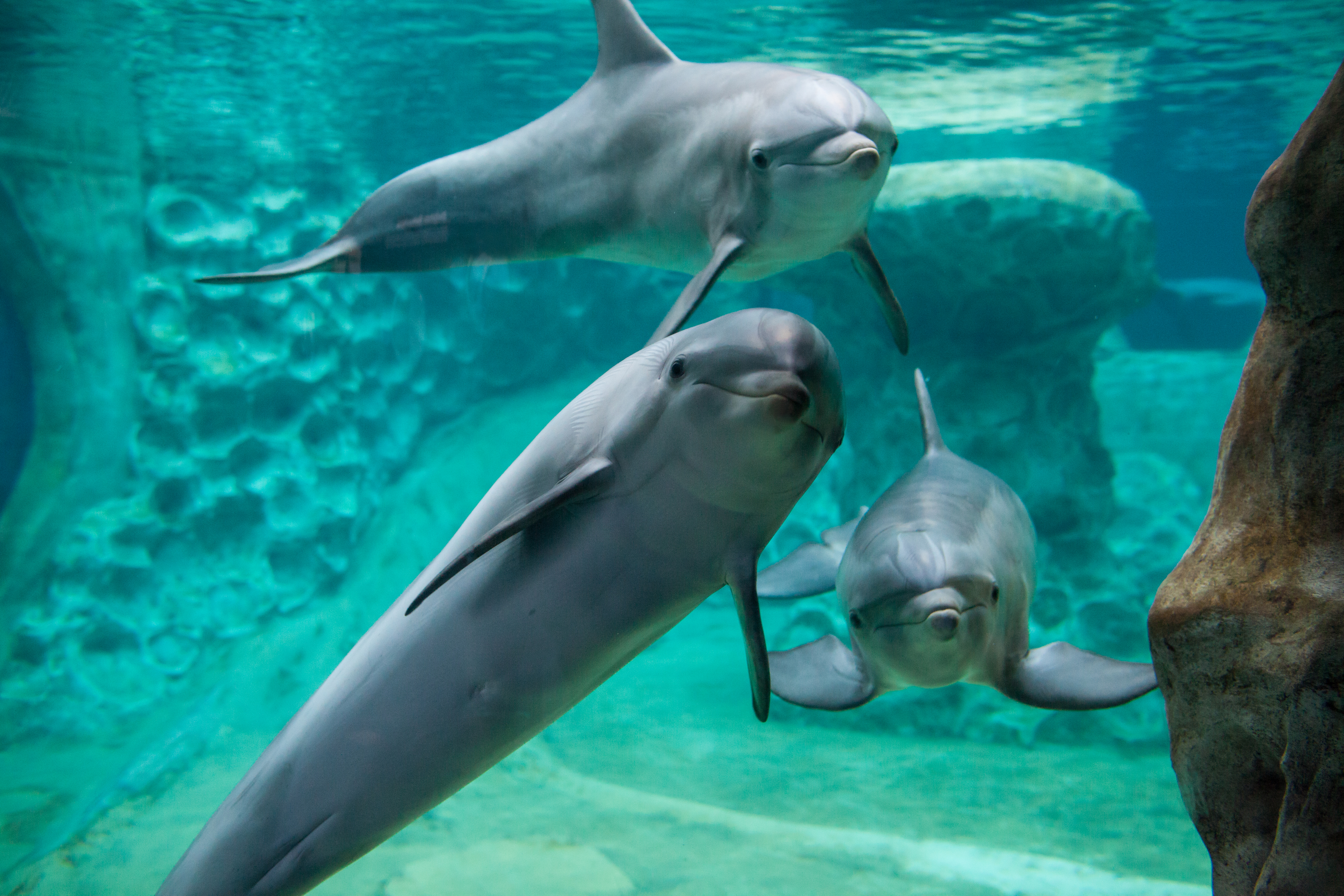 Visit the porpoises at the Georgia Aquarium. .jpg