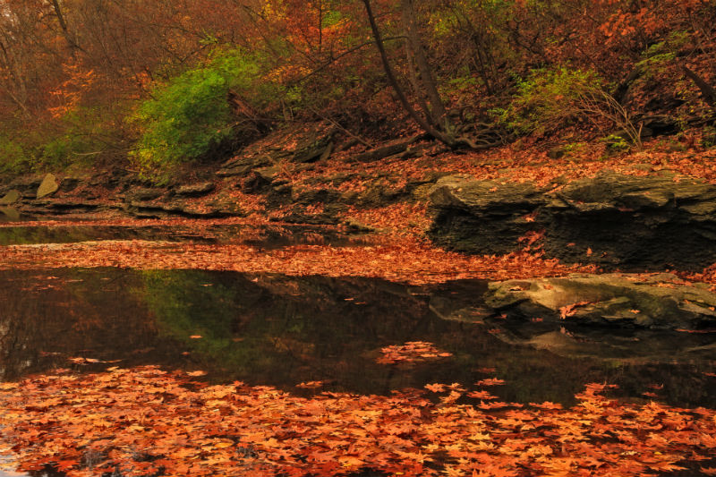 Missouri fall foliage.jpg