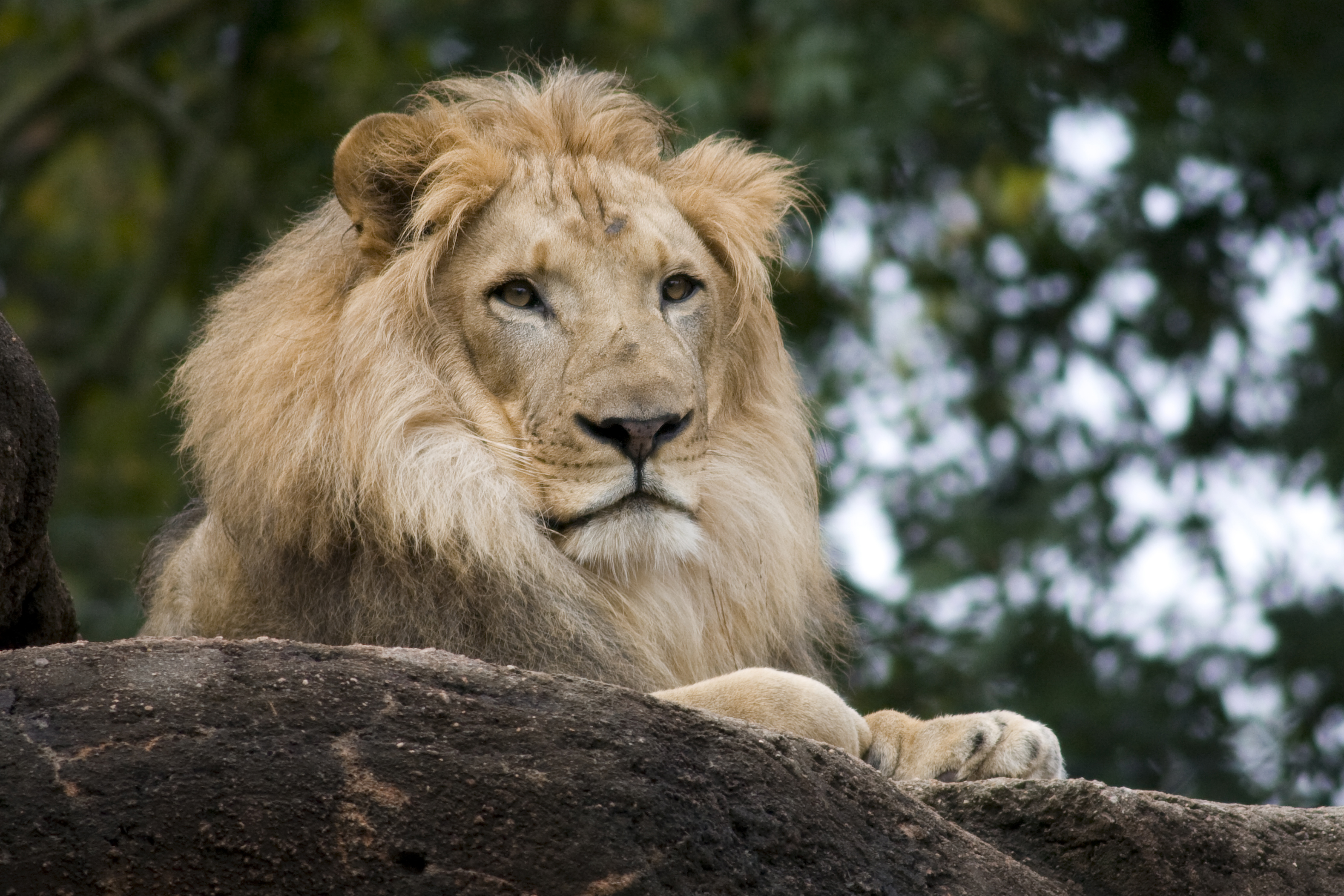 Atlanta-Zoo-Lion