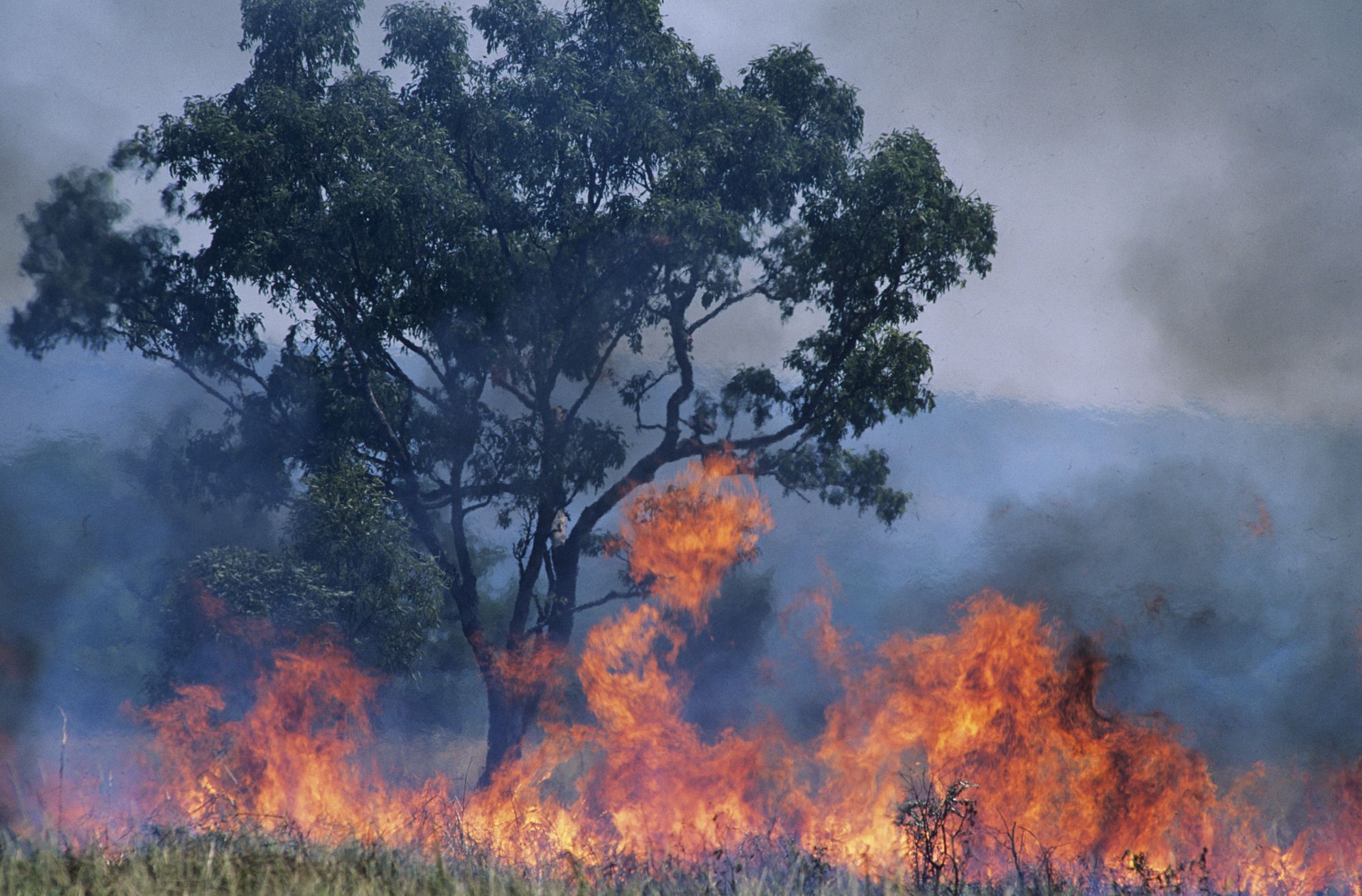 オーストラリア 山 火事