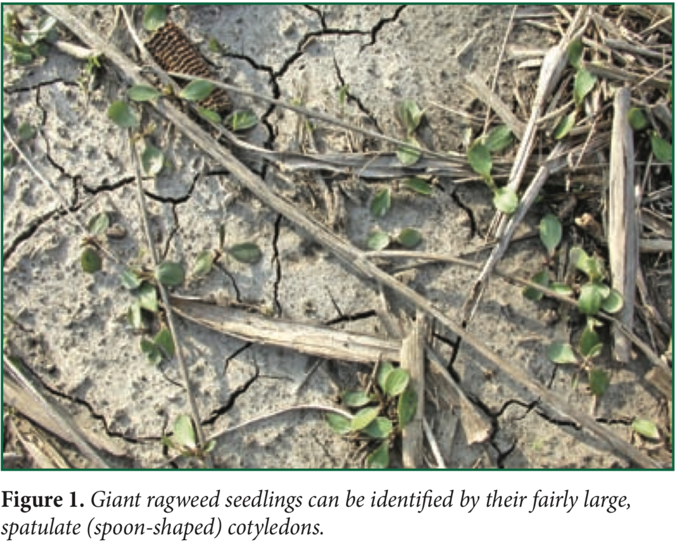 Giant ragweed seedlings.png