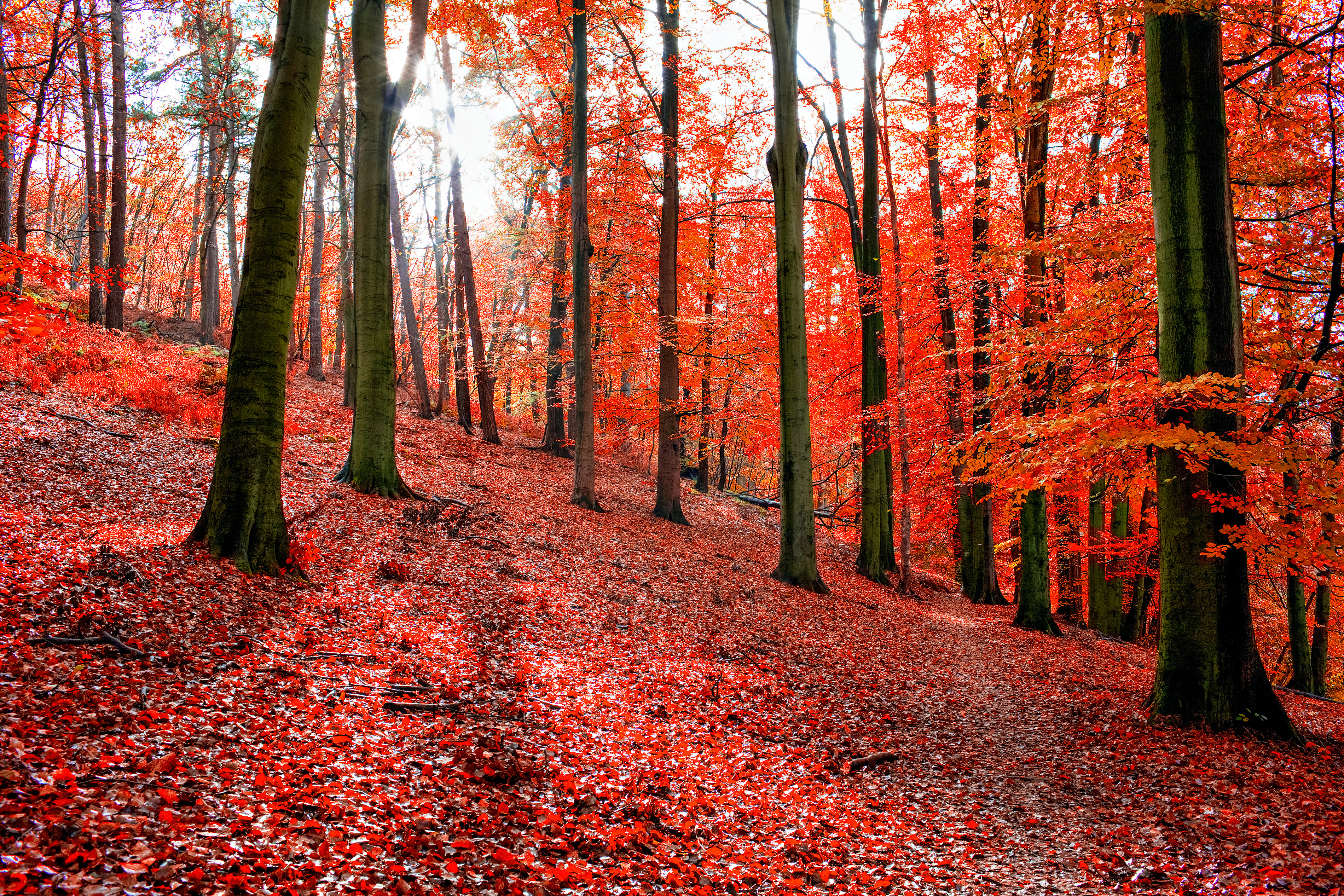 Trees with red autumn leafs in Sonian Forest