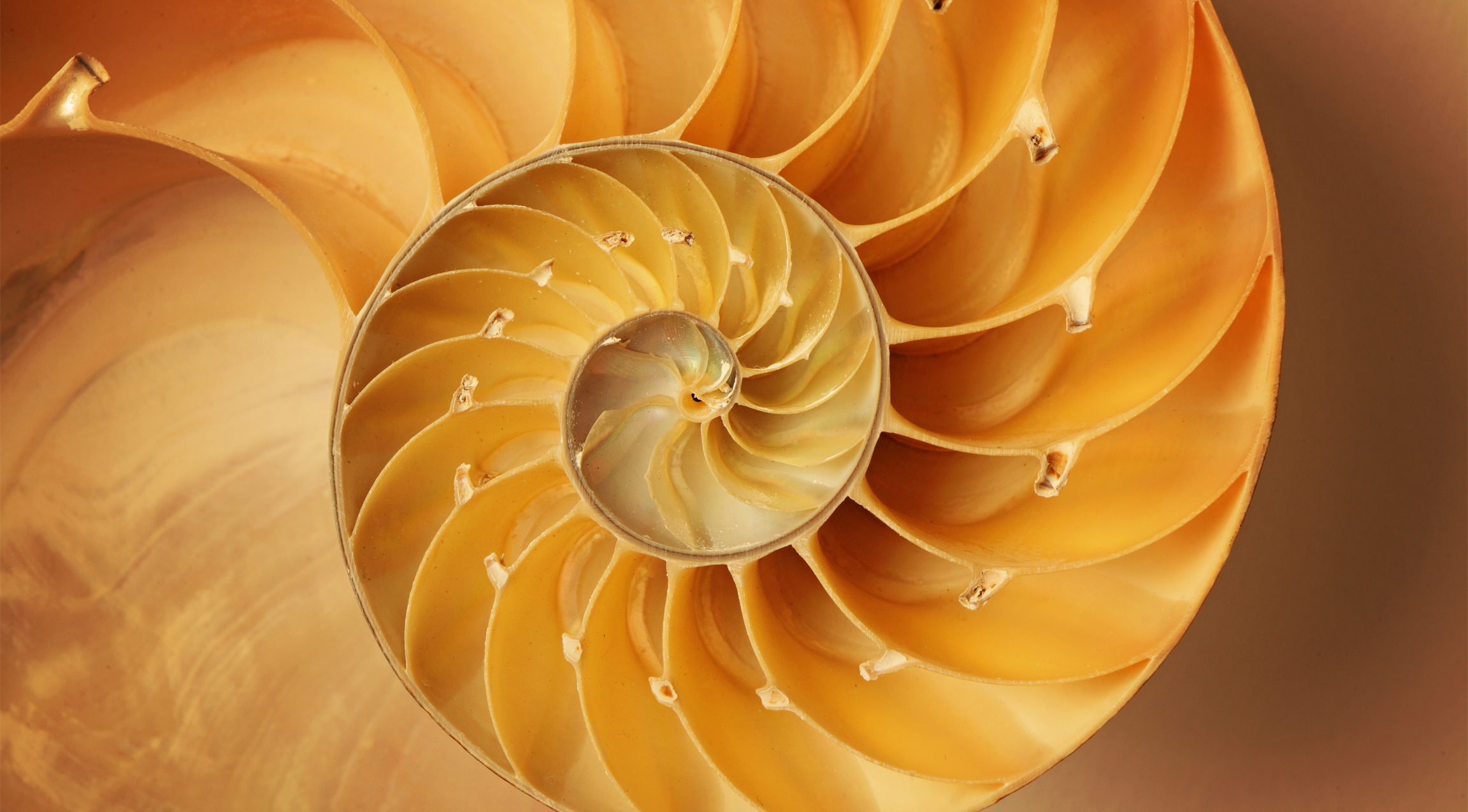 fibonacci sequence spiral in nature